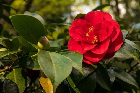 October spell camellia